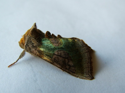 Burnished Brass